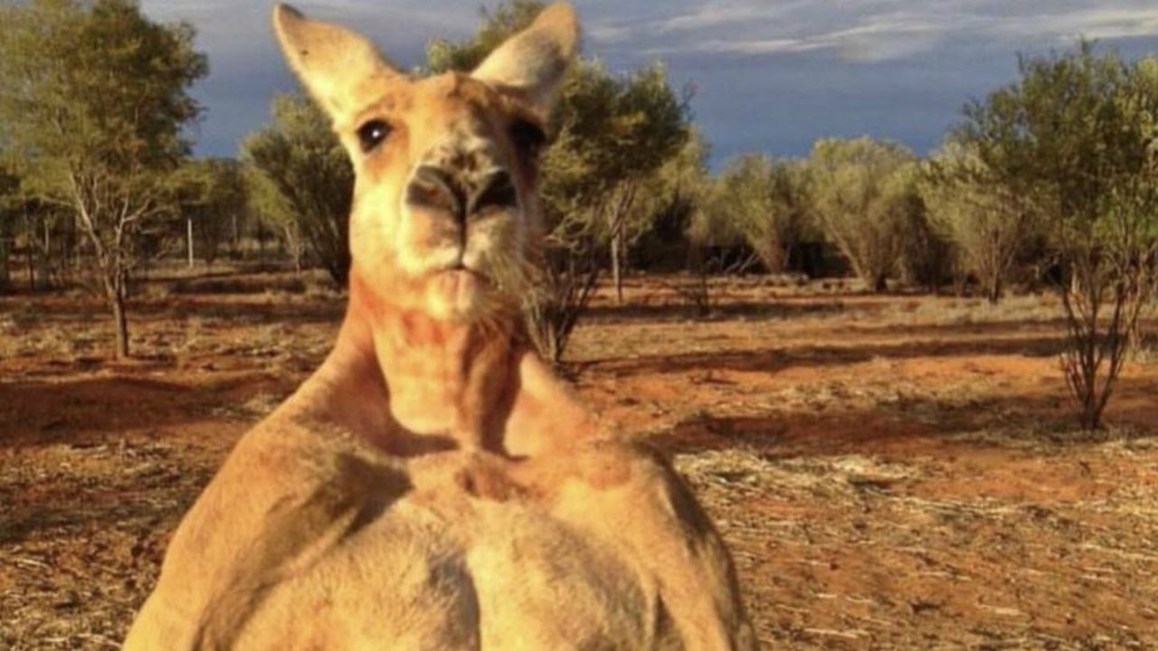 Kangaroo