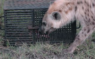 A wild spotted hyena tries to open a steel puzzle box with meat inside.