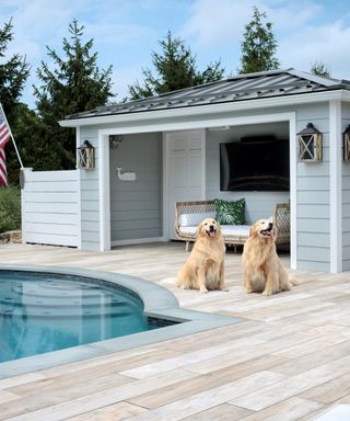 A residential pool with outbuilding and dogs