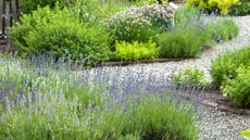 Herb garden with lavender 