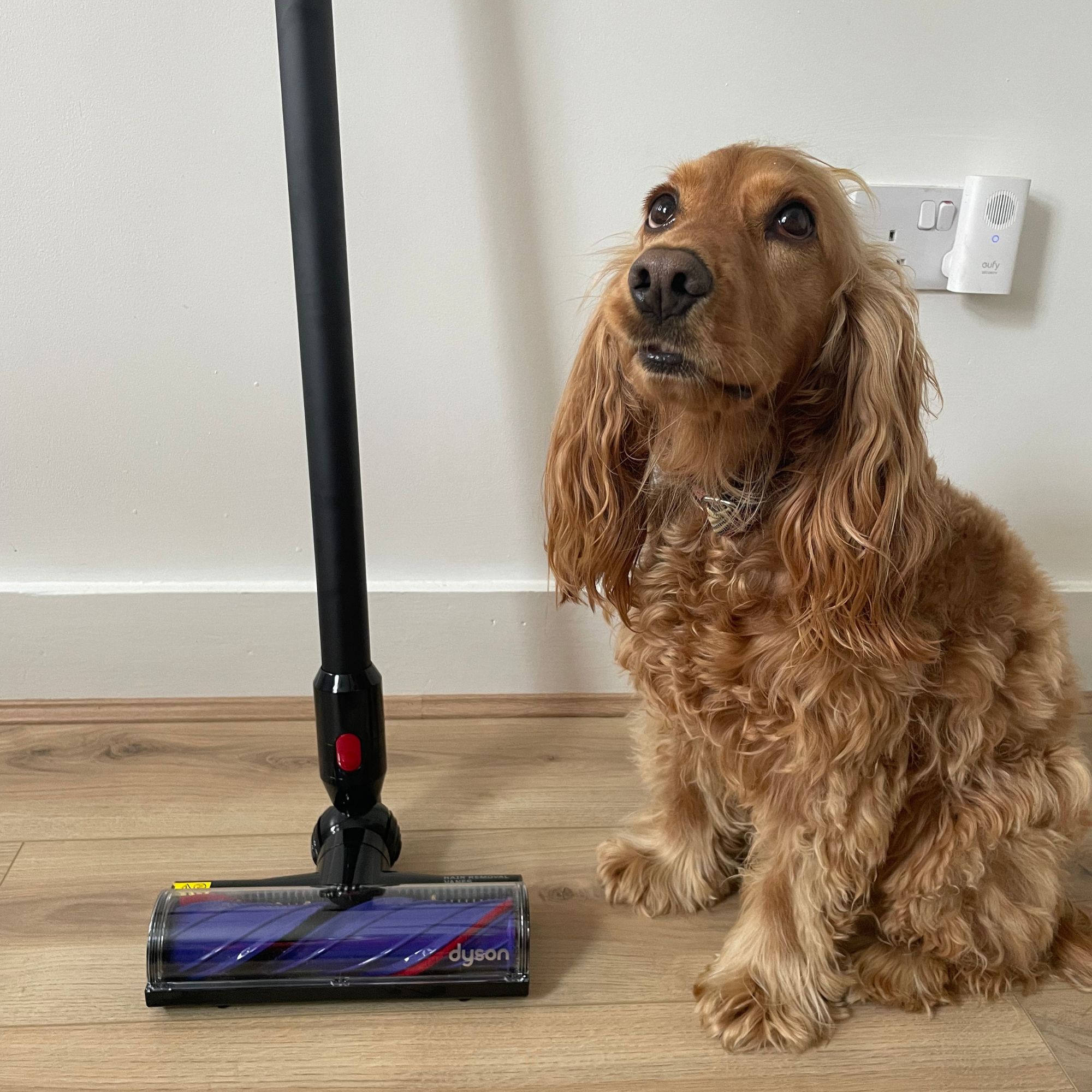 Dyson V8 laying on wood-effect floor, with a golden cocker spaniel sitting next to it