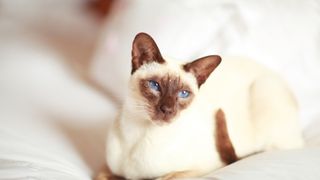 A Siamese cat lays on the couch