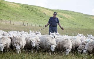 Shepherd