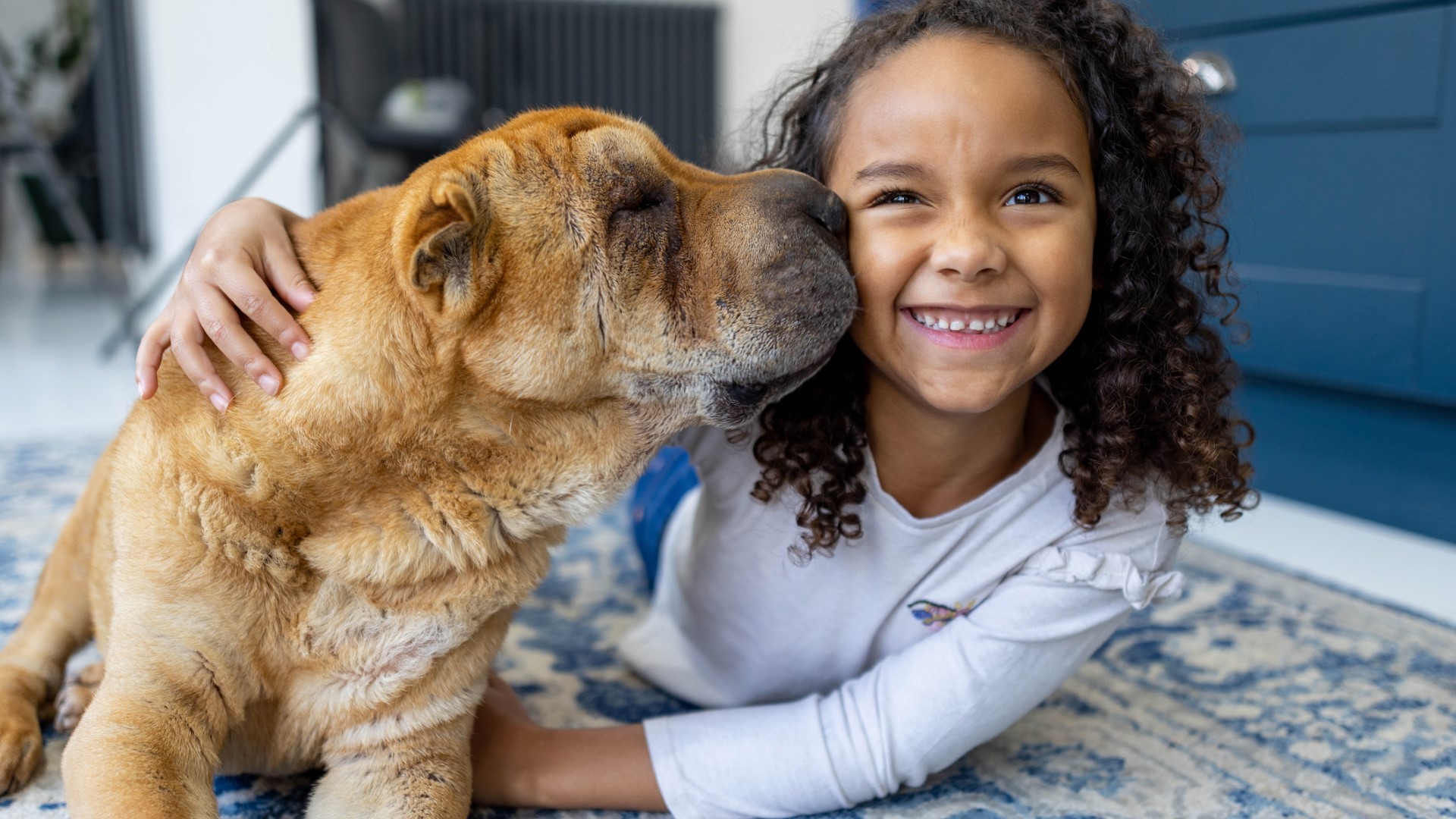 a senior sharpei sniffs a young girl on a blue and white rug