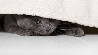 Russian blue cat hiding under blanket