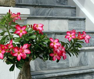 Desert rose in a pot next to a stairway