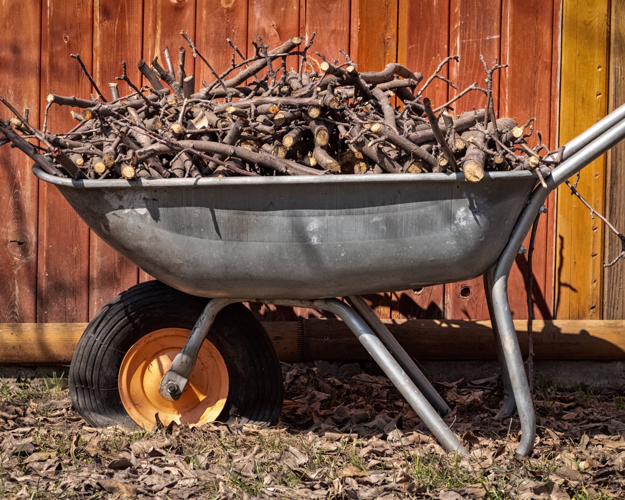 Sticks in wheelbarrow for fall cleanup