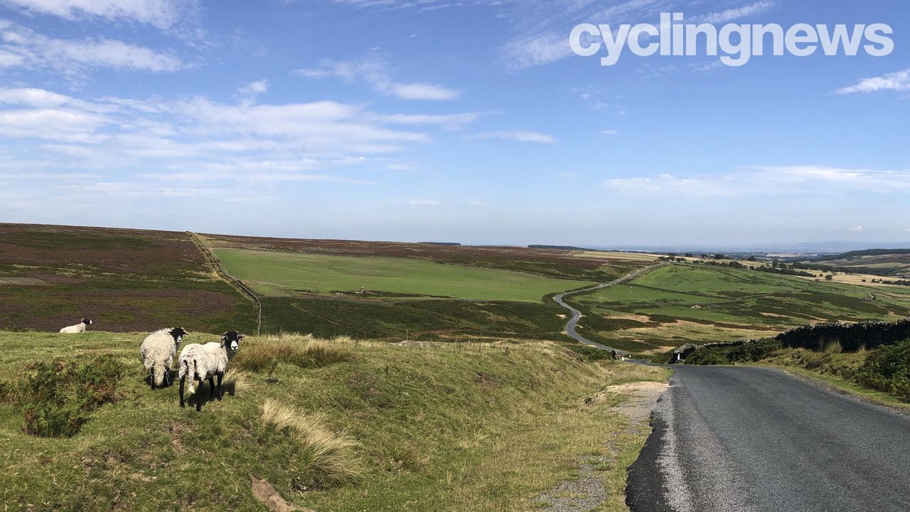 Yorkshire sheep on Lofthouse