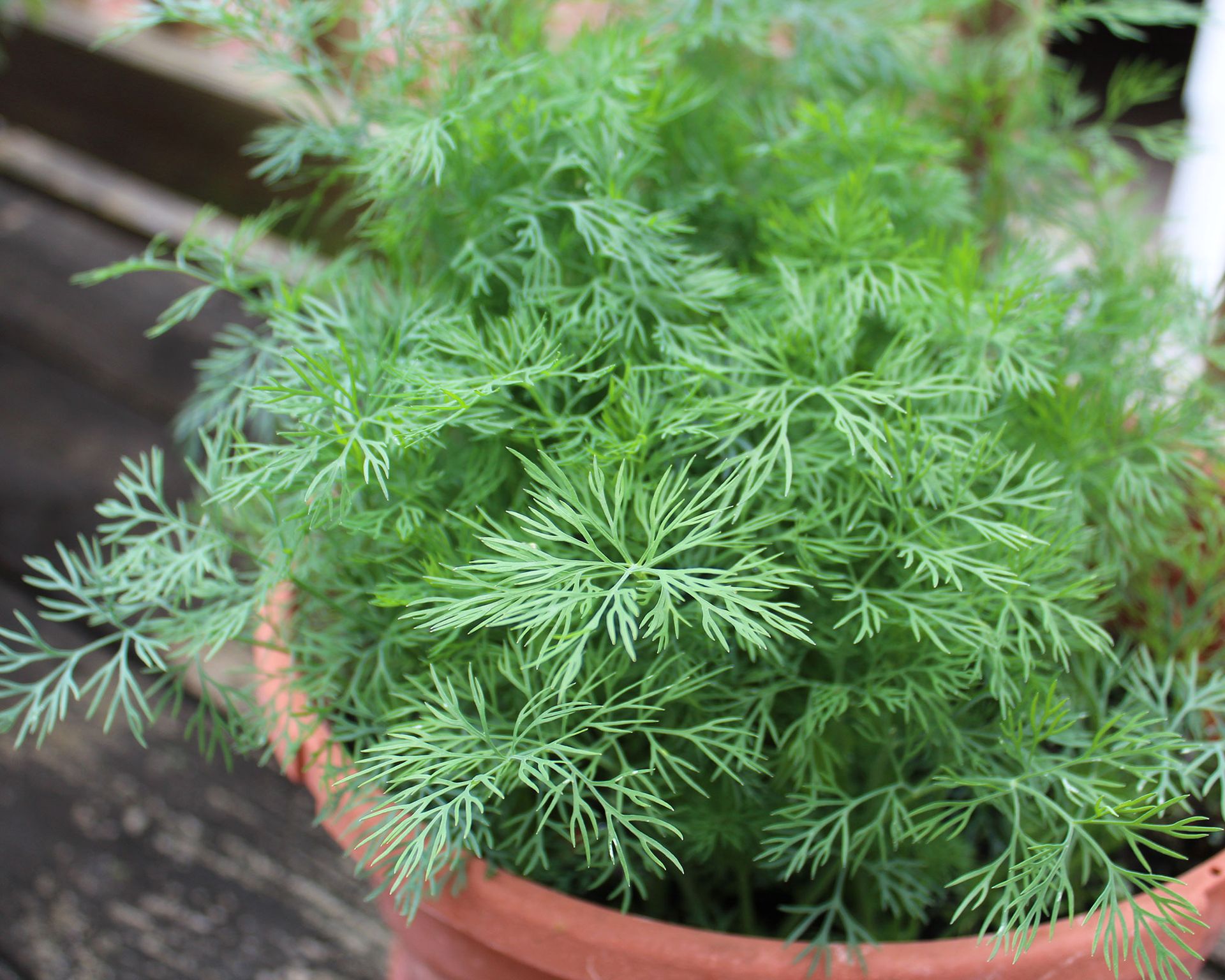 How to grow dill expert tips for cultivating this tasty herb