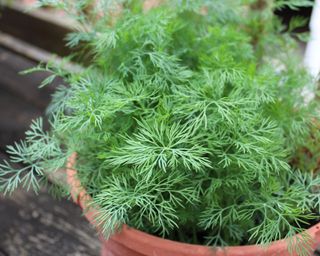 dill growing in pot