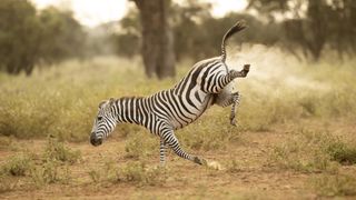 Vince Burton of the U.K. caught this zebra kicking up its heels in Kenya.