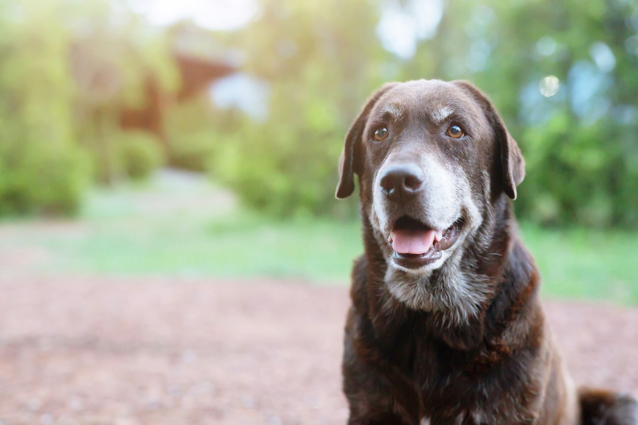 A dog sits outside.