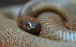 A head-on closeup of a coiled inland taipan, with black and brown scales and a reddish head