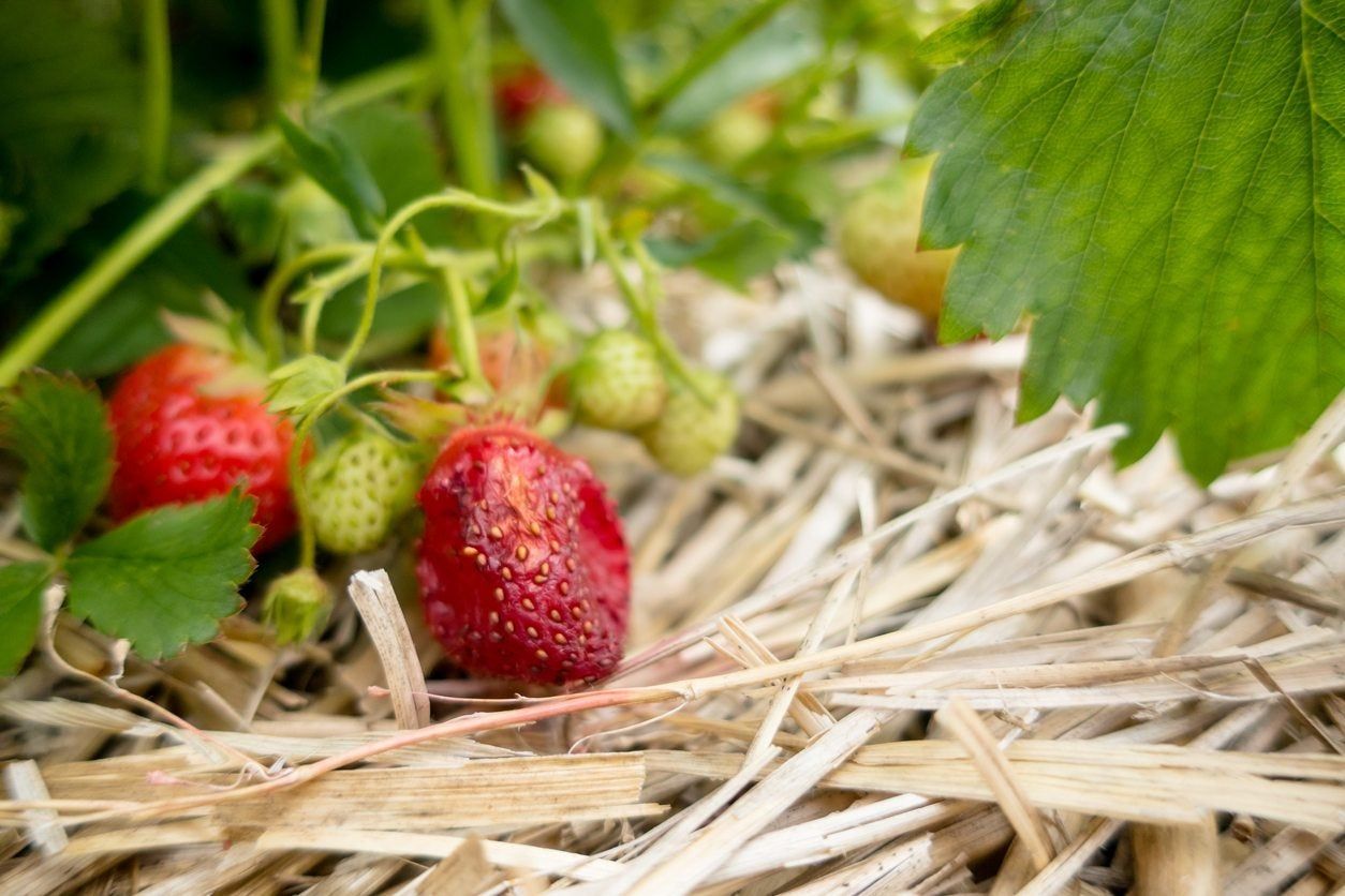 rotting strawberry