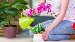 Watering an orchid