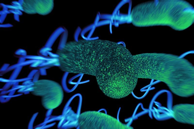 Did Microbes Shape the Human Life Span? | Live Science