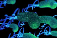 h pylori bacteria