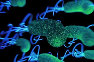 h pylori bacteria