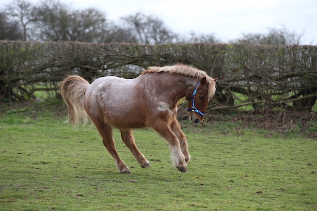therapy pony dillon