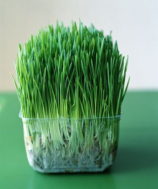 Wheatgrass grown in container