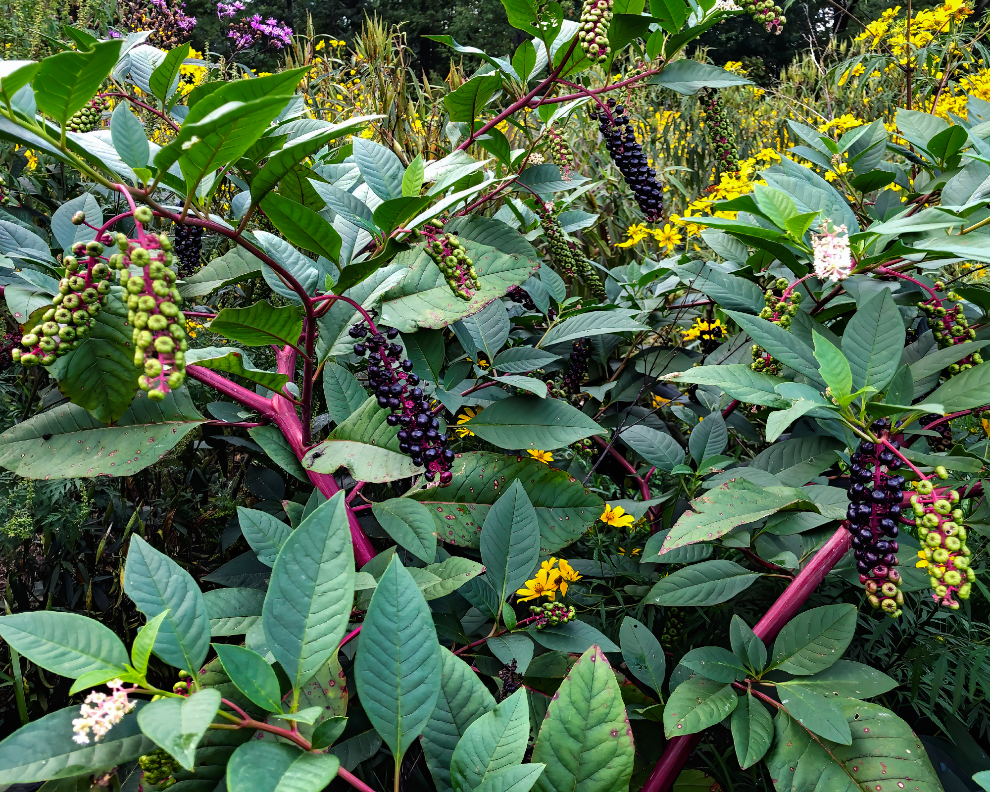 Pokeweed plant in garden with perennials