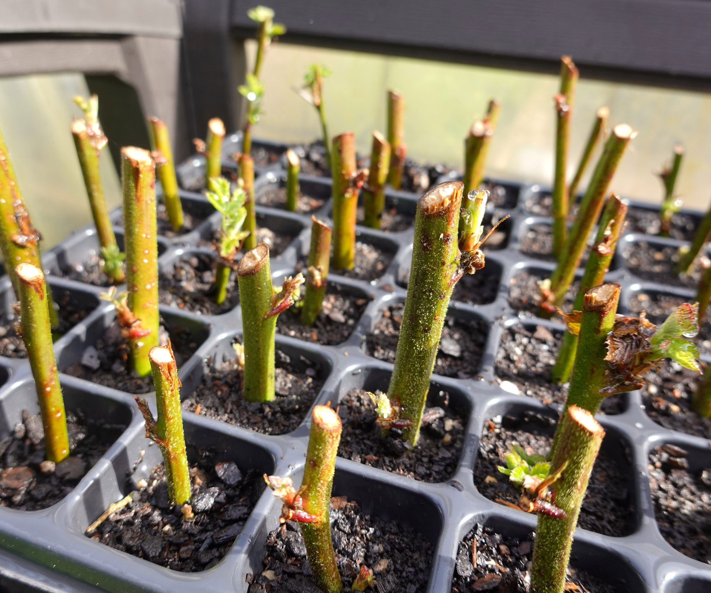 blackberry cuttings in tray with compost