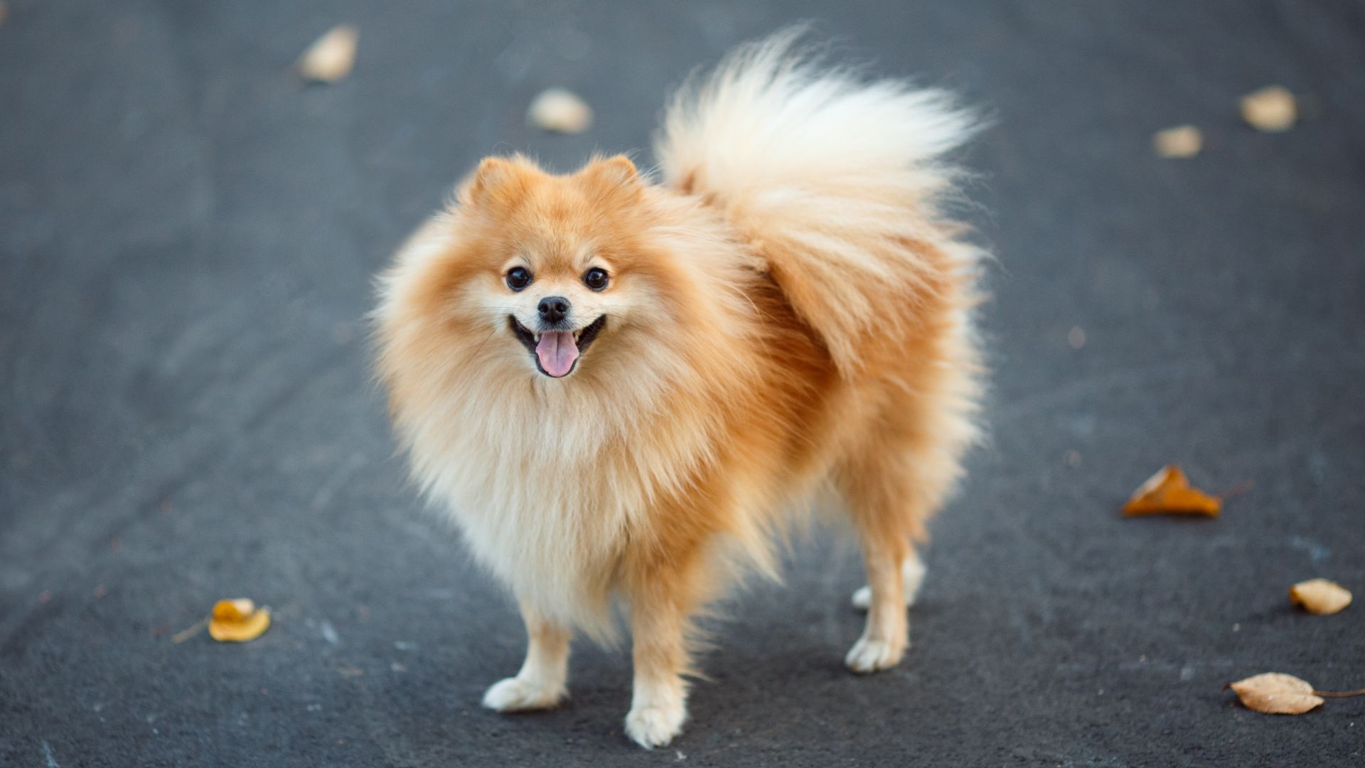 Pomeranian standing outside