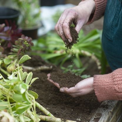 A gardener working and checking the soil, close up
