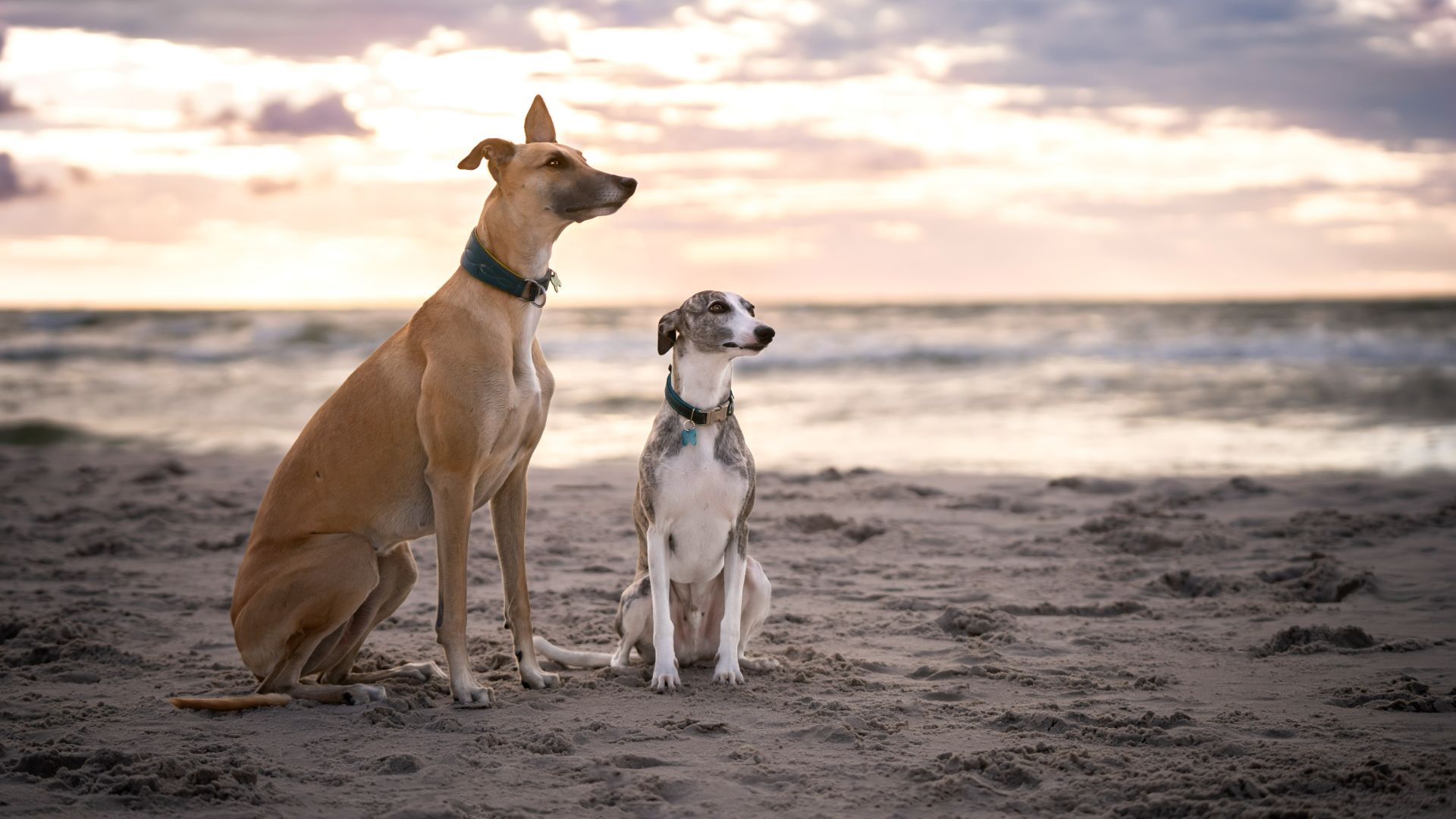 Greyhound and whippet sitting on the beach