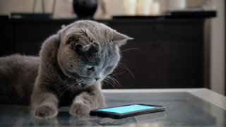 Cat looking down at a phone screen