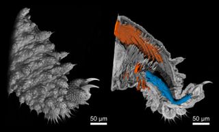 Nano-CT images of a velvet worm leg: The image on the left shows the surface of the leg, while the image on the right reveals muscle fibers inside the tissue.
