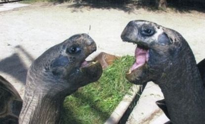 It seems like everyone is braking up these days, even Bibi and Poldi, two Giant Tortoises who were together for 115 years are calling it quits. 