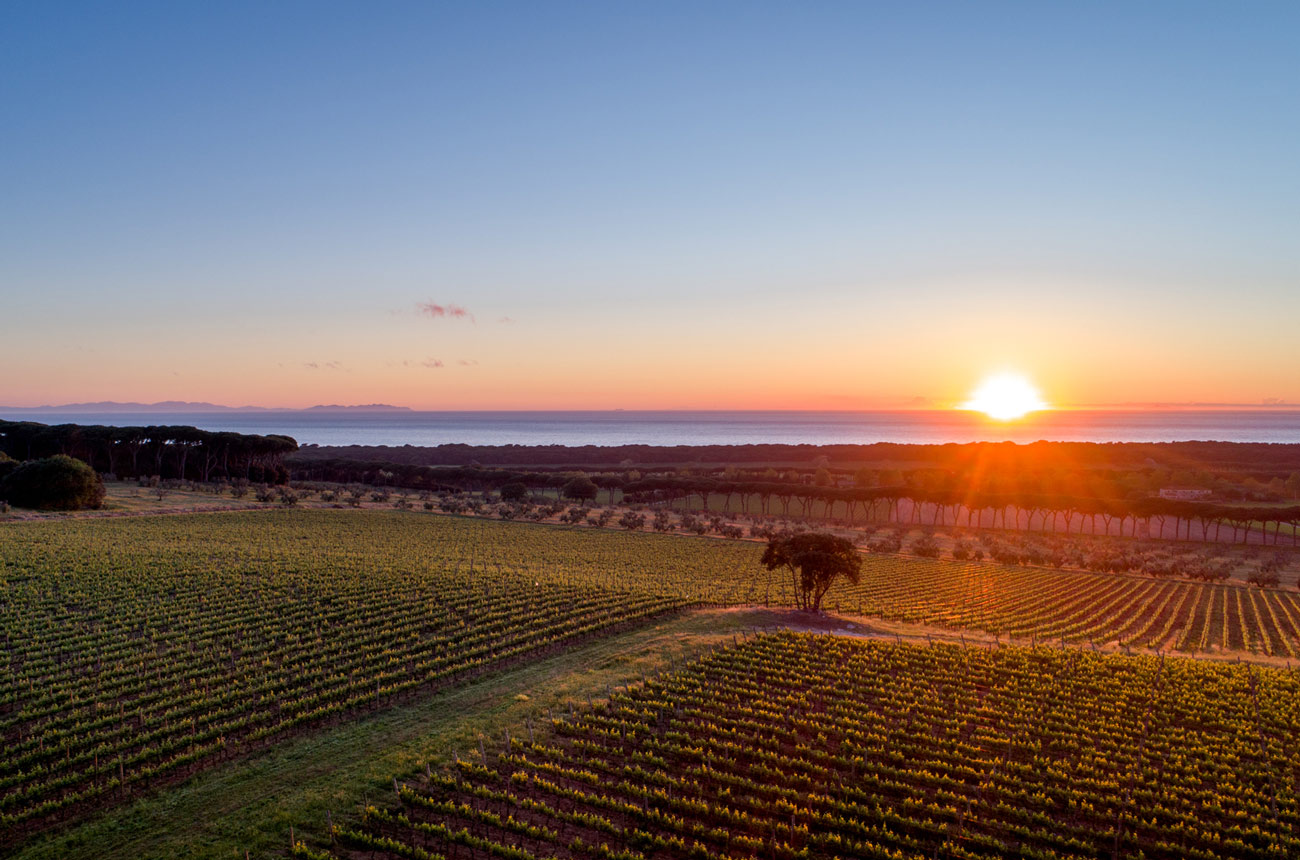 Bolgheri 2017 Vintage Report