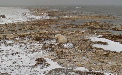 Google Street View presents: Polar bears in action
