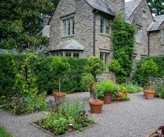 A gravel based courtyard garden with terracotta pots and small trees