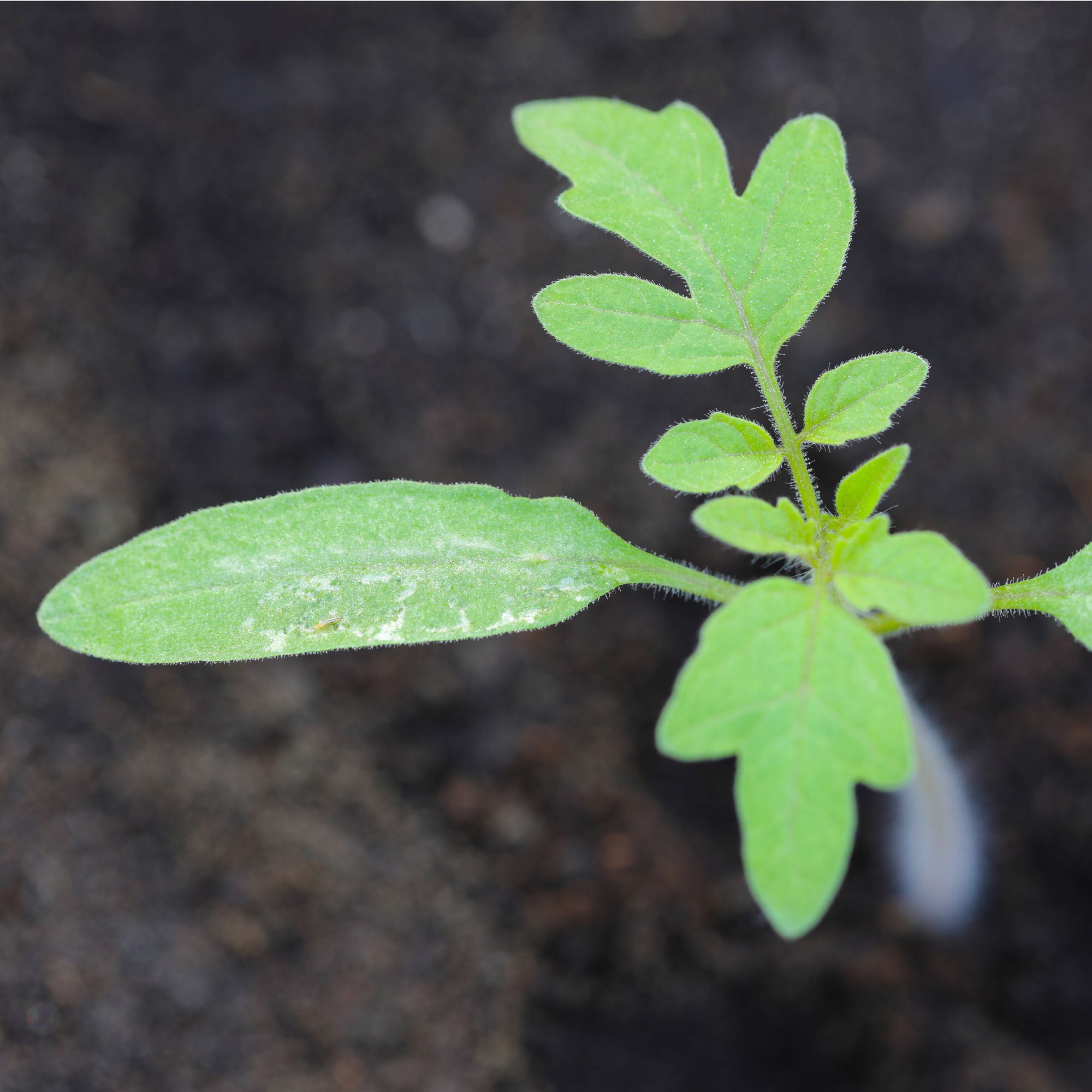 Young tomato plant damaged by thrips
