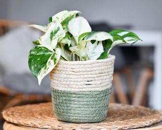 Manjula pothos in pot on table