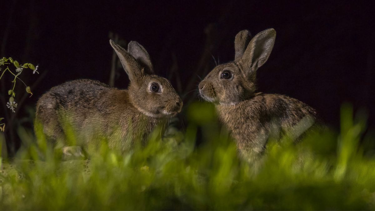 Two rabbits outside at night