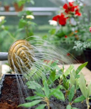 Close up of a staff gardener watering cuttings in The Glasshouse at Westbury Court Garden Gloucestershire