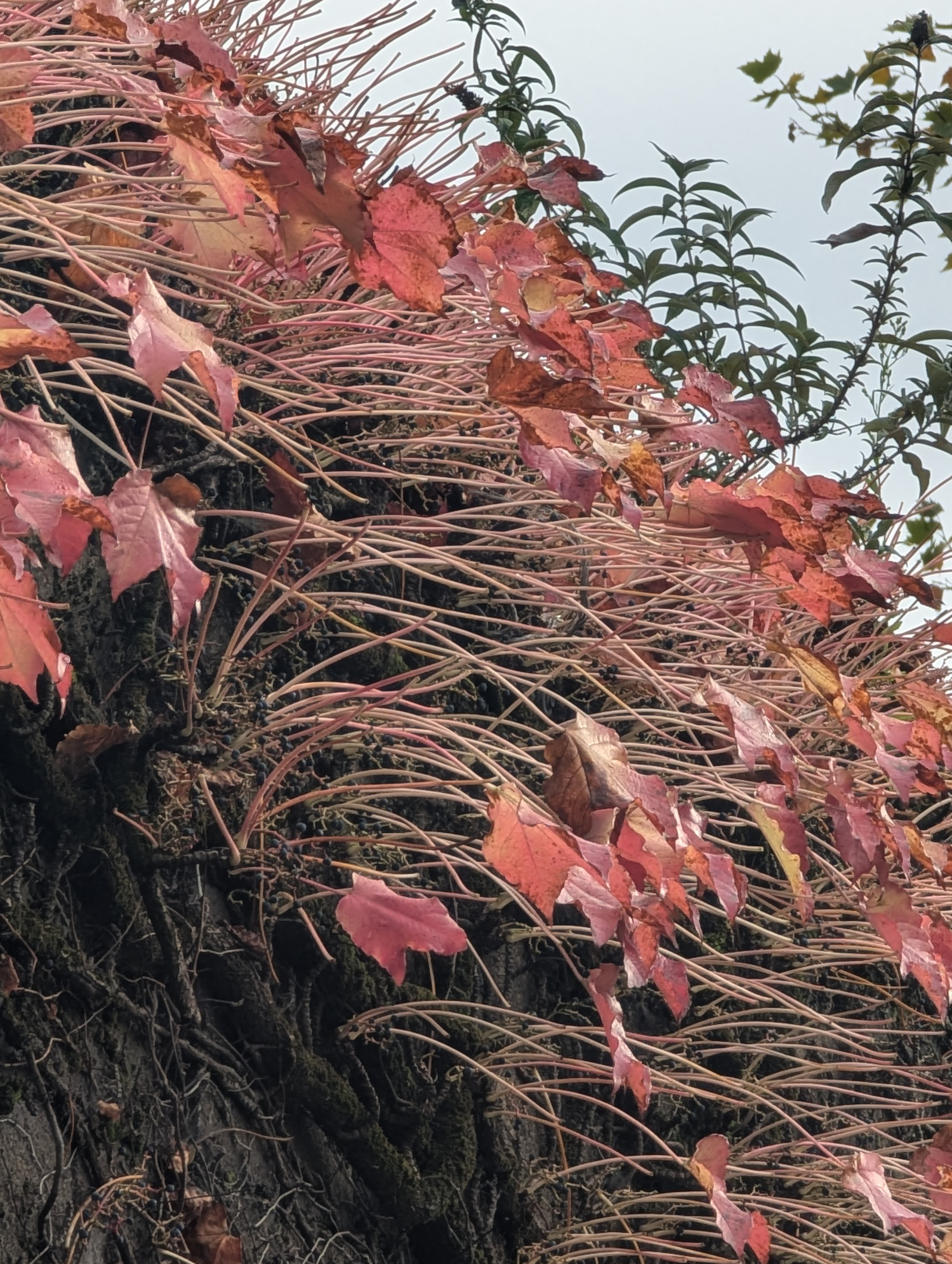 A photo of many red leaves taken on a Google Pixel 7 Pro.