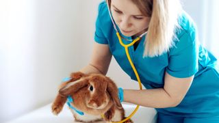 Rabbit vet check