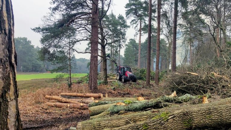 Trees being cut down at a golf course