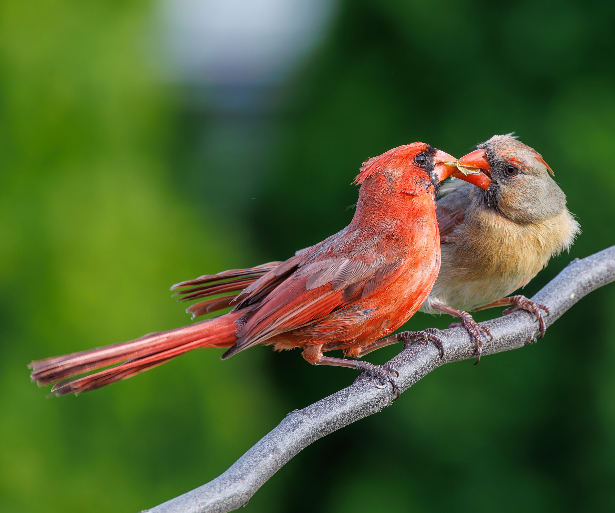male and female cardinals sharing a seed