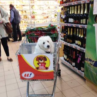 white dog in trolley at supermarket
