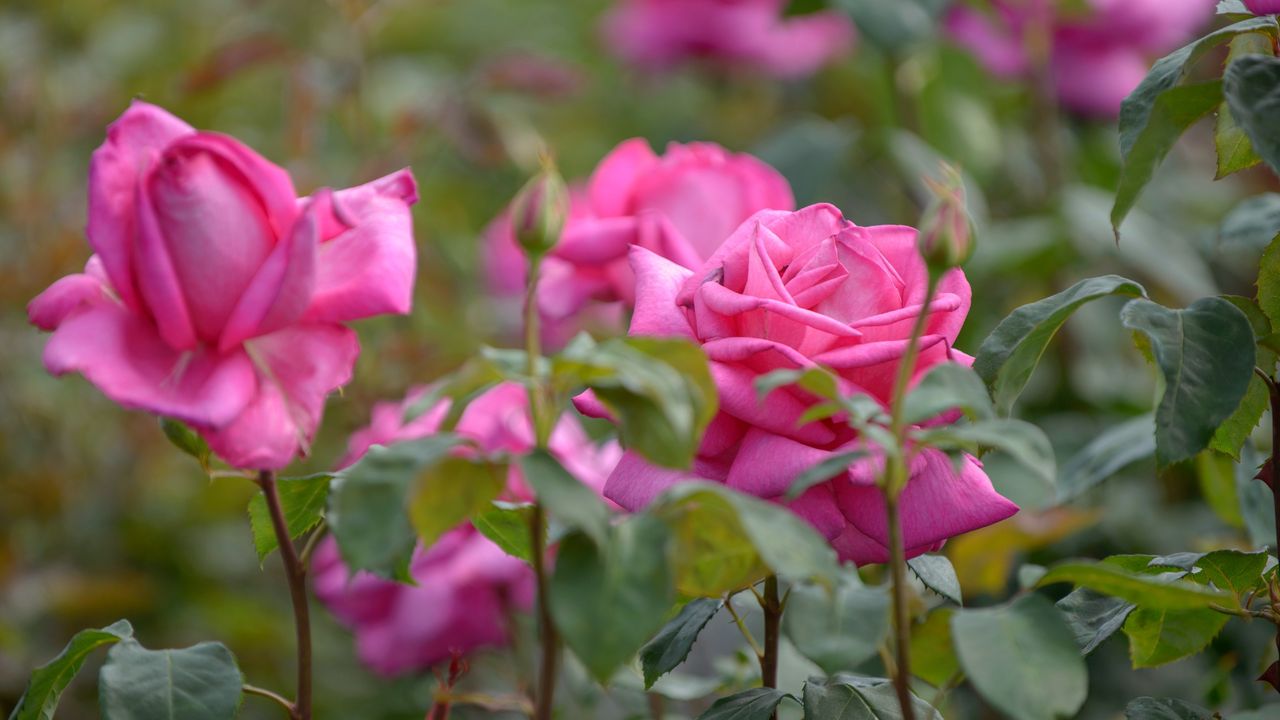 Bright pink roses growing in the garden