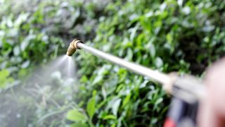 A herbicide being sprayed in a yard