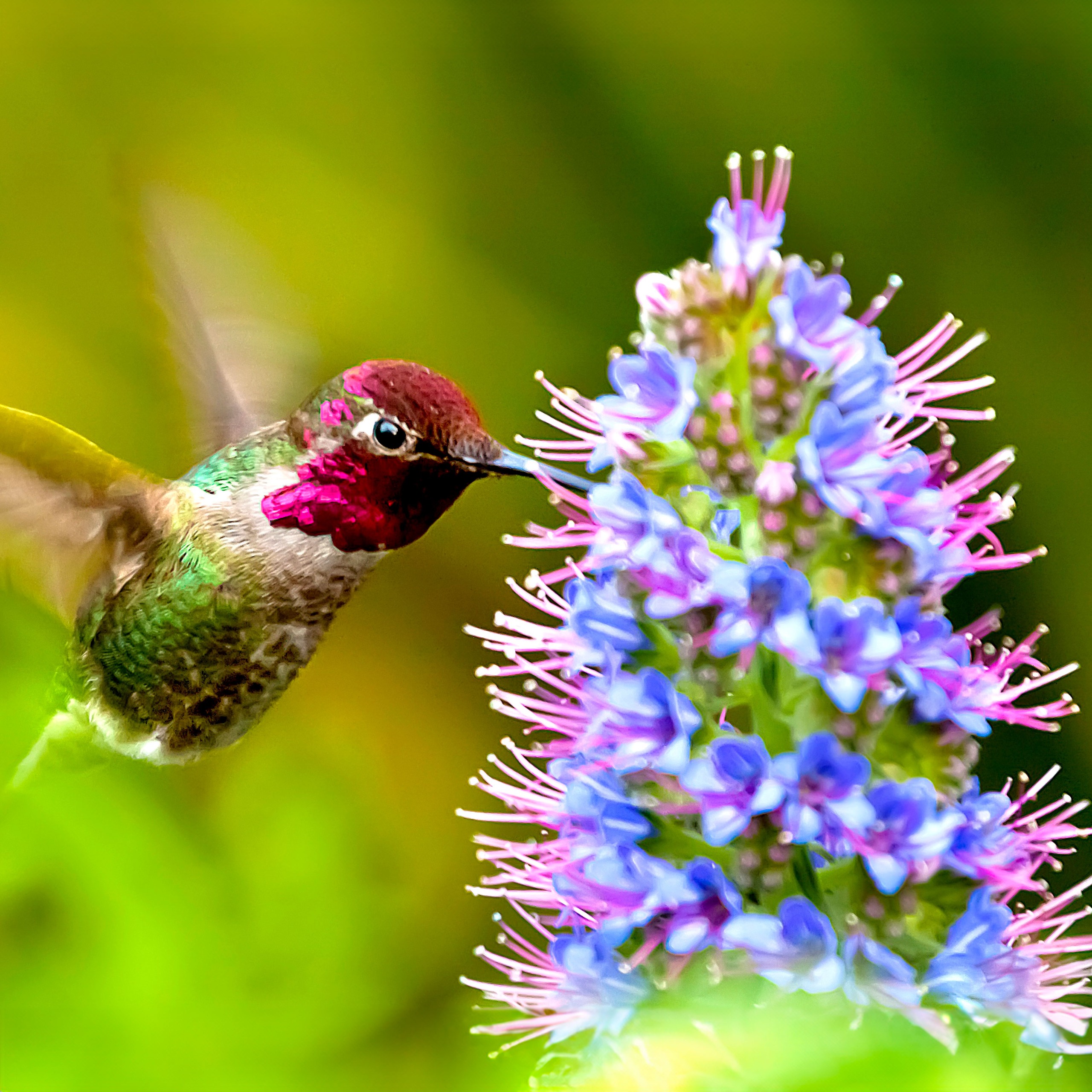 hummingbird swooping into brightly colored agastache flower