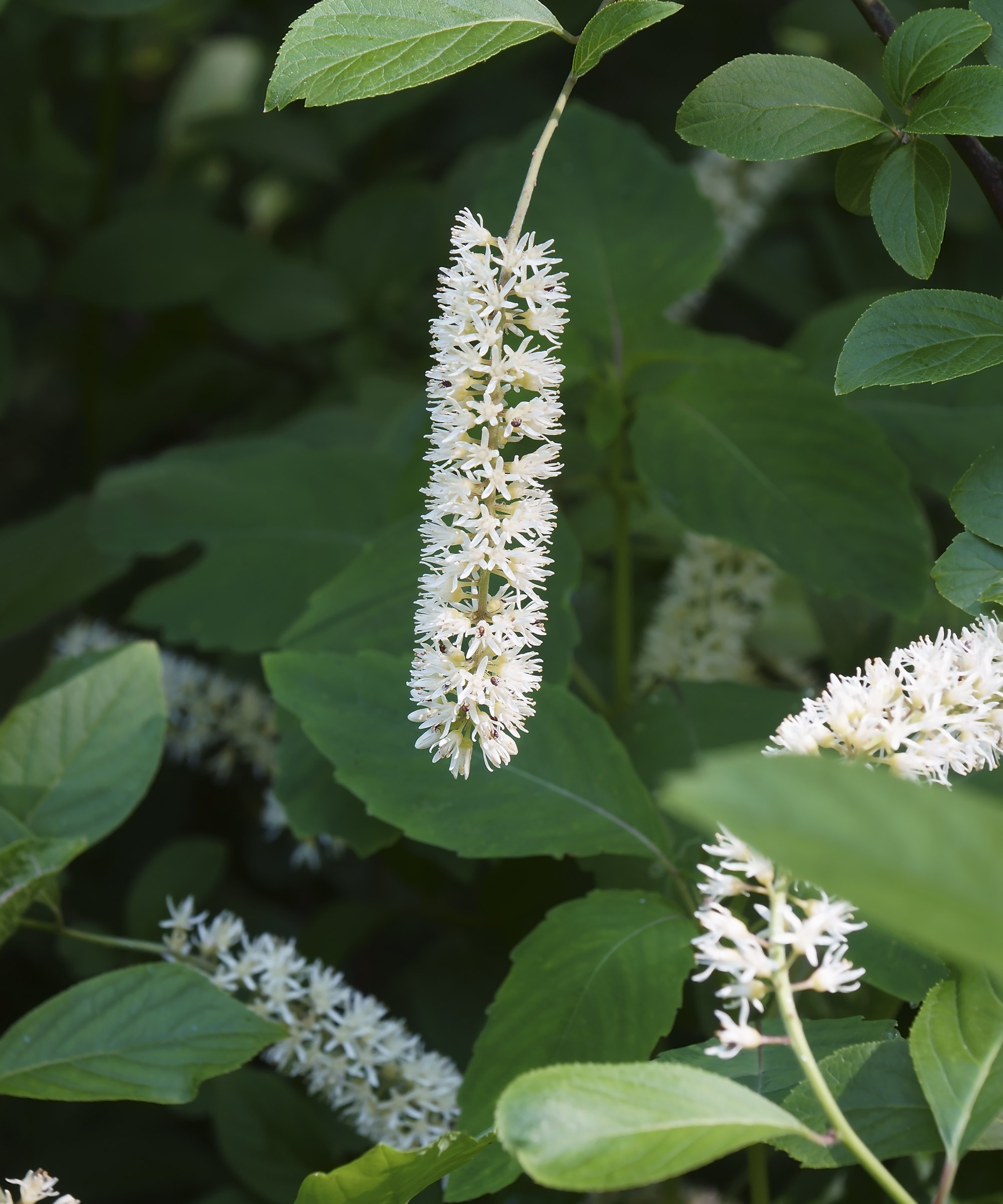 White arching flowers of a virginia sweetspire stand out against the green foliage