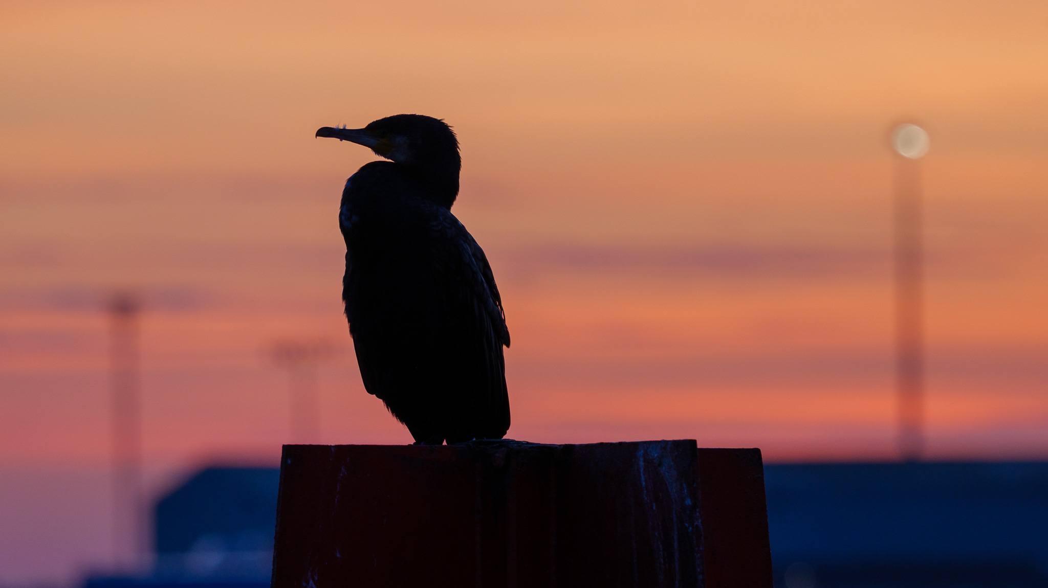 Photo shot on Panasonic Lumix S 100-500mm F5-7.1 O.I.S lens