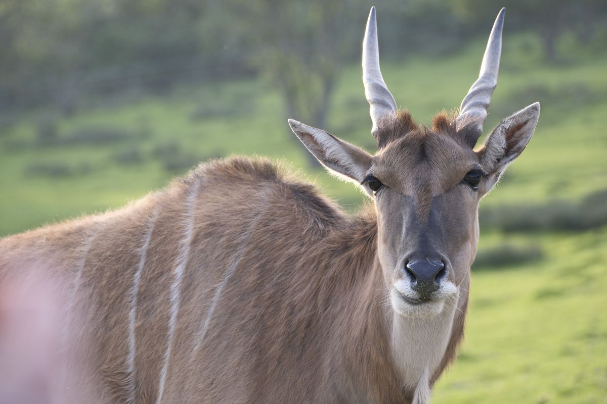 Wildlife photography using animal detection autofocus of the Fujifilm X-T50